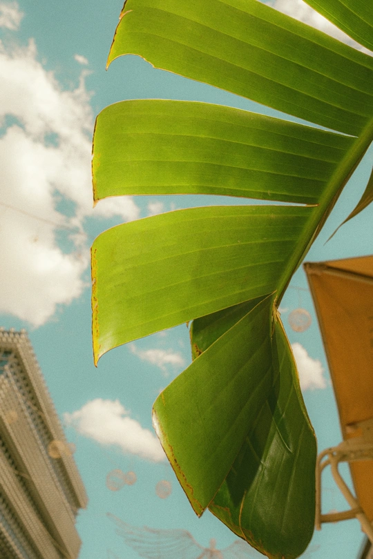 背景中有一座建筑的绿色叶子