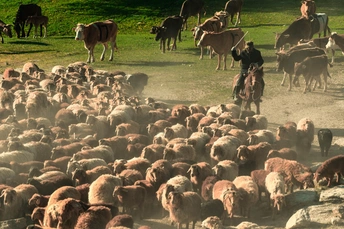 一个男子骑着一匹马 在田野中驱赶一大群牛和羊。