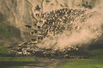 一个男人骑在马上 正在一个田野里驱赶一大群牛和羊。