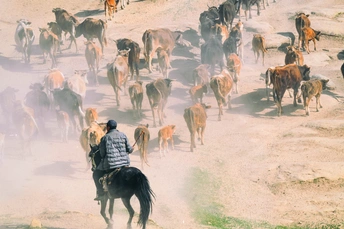 一个人骑着马在尘土飞扬的路上驱赶牛群。