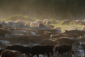 大量的牛和羊在草地上吃草