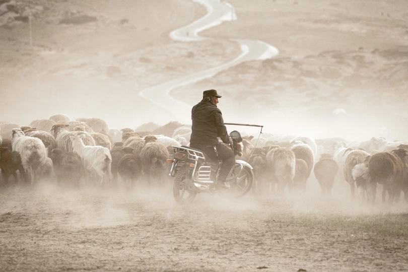 一个骑摩托车的人带着一群羊在尘土飞扬的路上行驶。