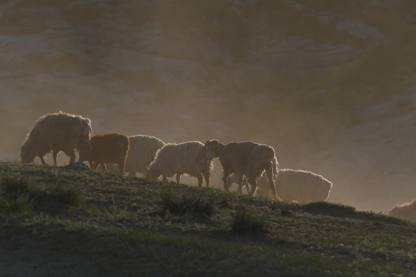 羊群在雾中的草地上吃草