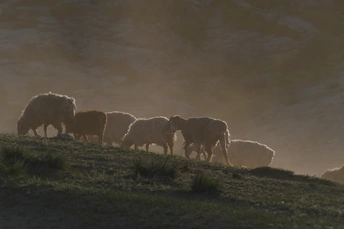 羊群在雾中的草地上吃草