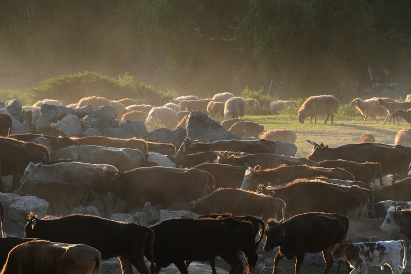 大量的牛和羊在草地上吃草