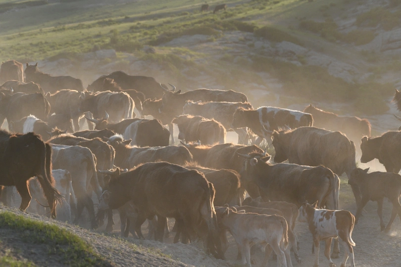 大量的牛和马在公路上行走