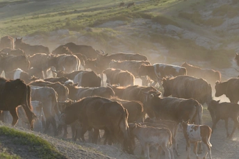 大量的牛和马在公路上行走