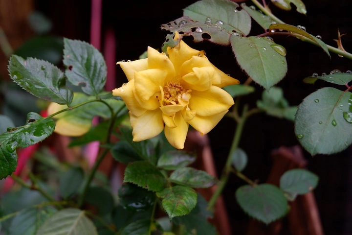 花花的世界