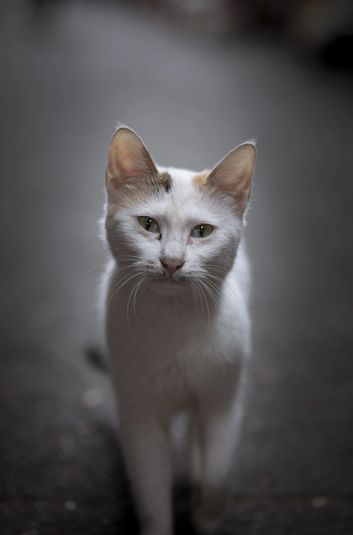 猫》