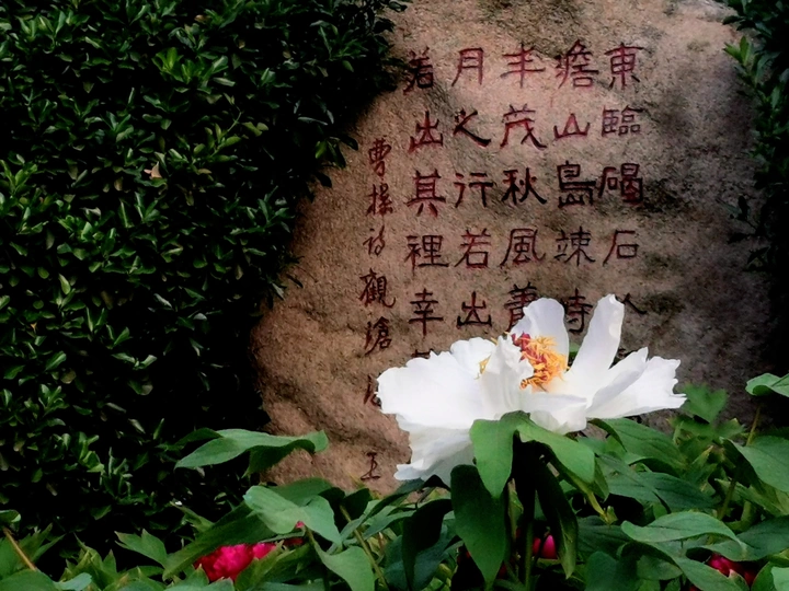 牡丹花！