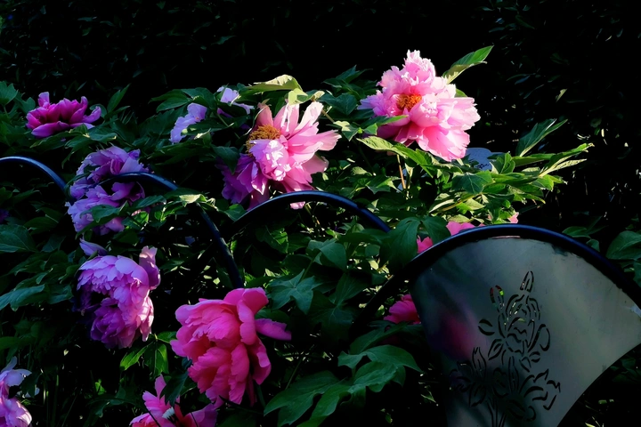 牡丹花开！