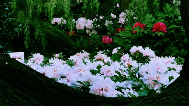 花开富贵！