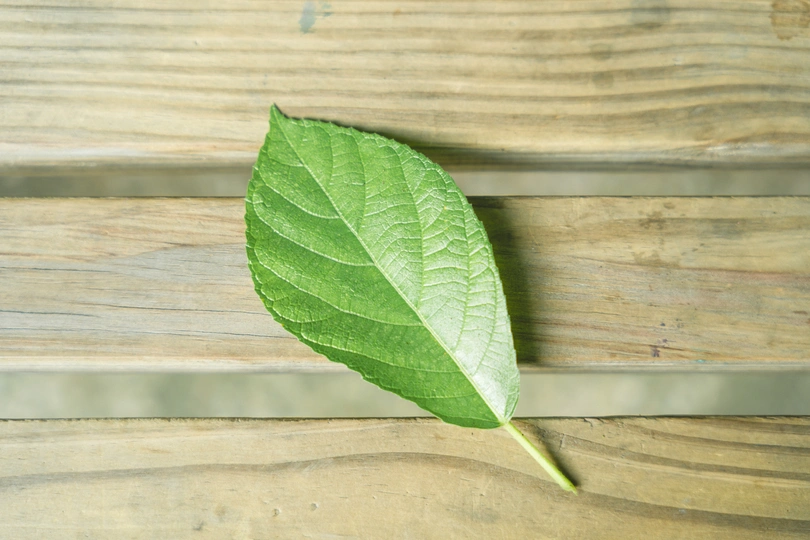a single green leaf on a wooden table