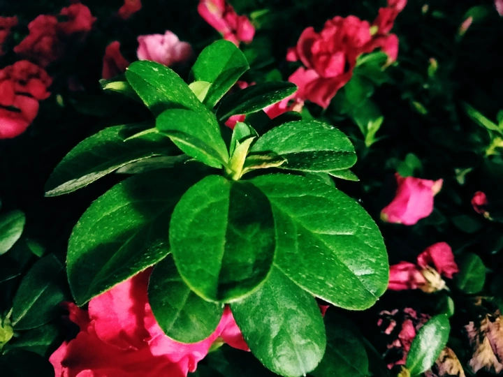 最是繁花迷人
