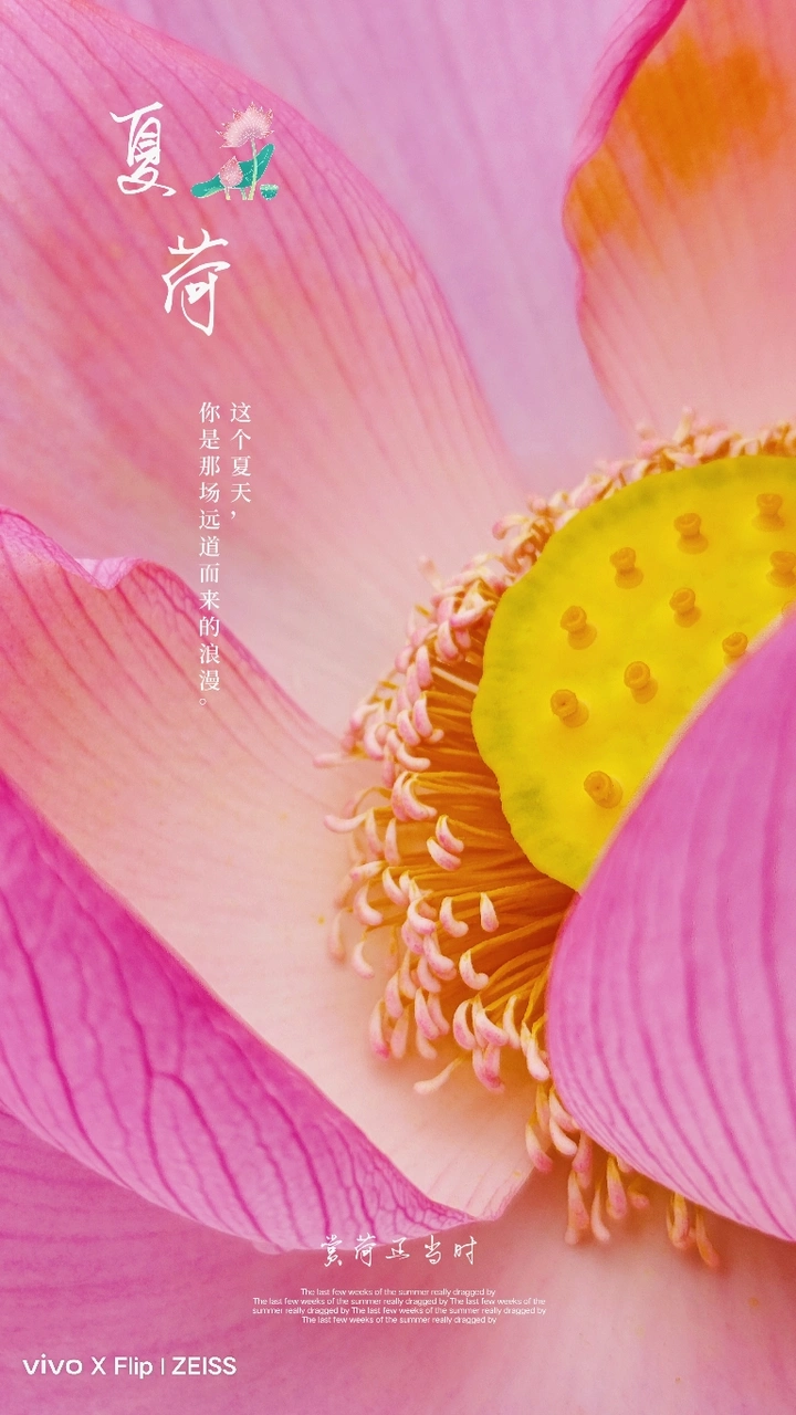 夏荷