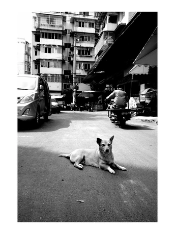 一只黑白相间的狗躺在汽车和建筑物旁边的街道上