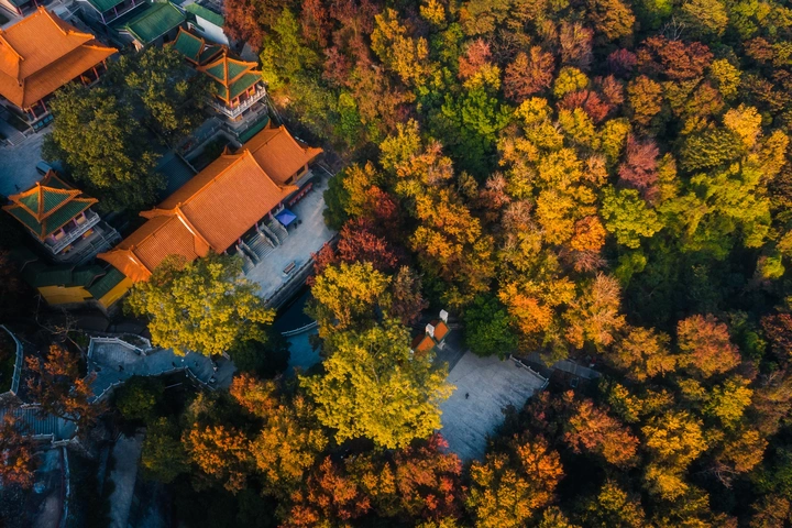 玉台枫林