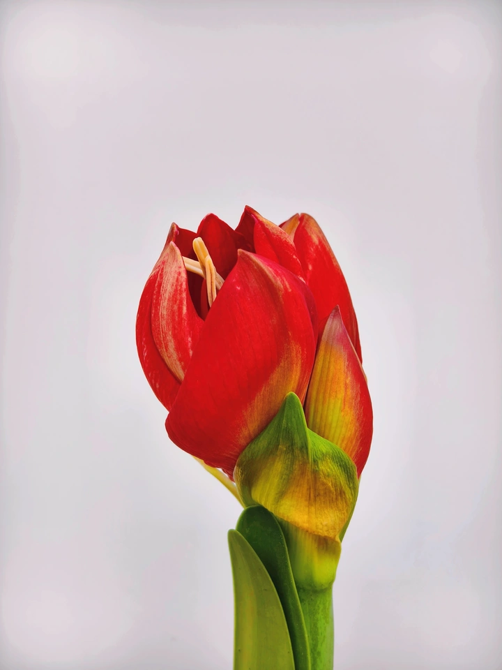 【我养的花】