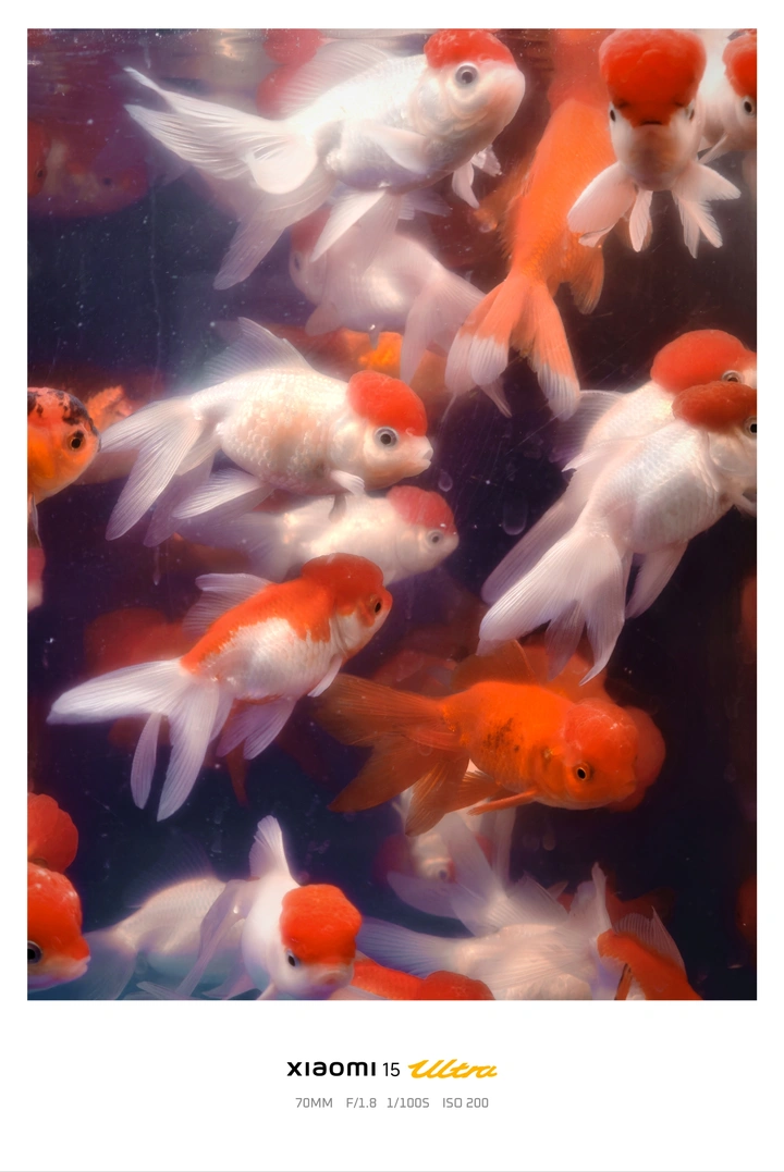 梦幻鱼群