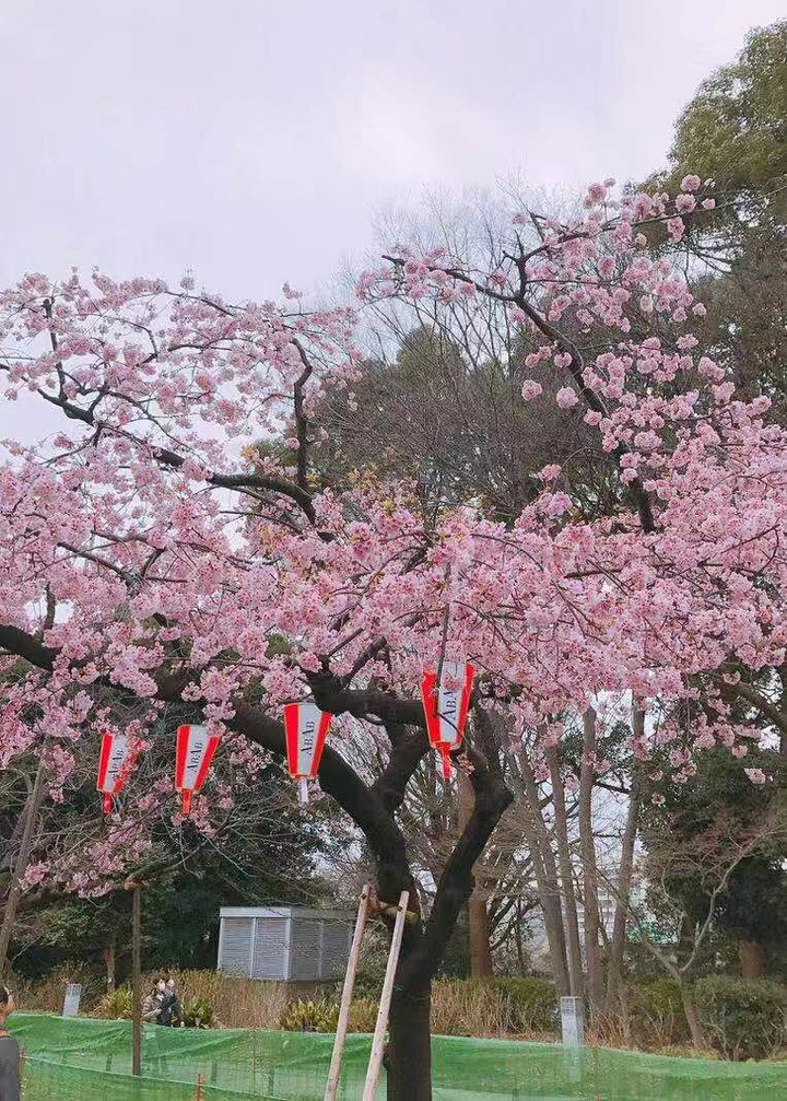 樱花
