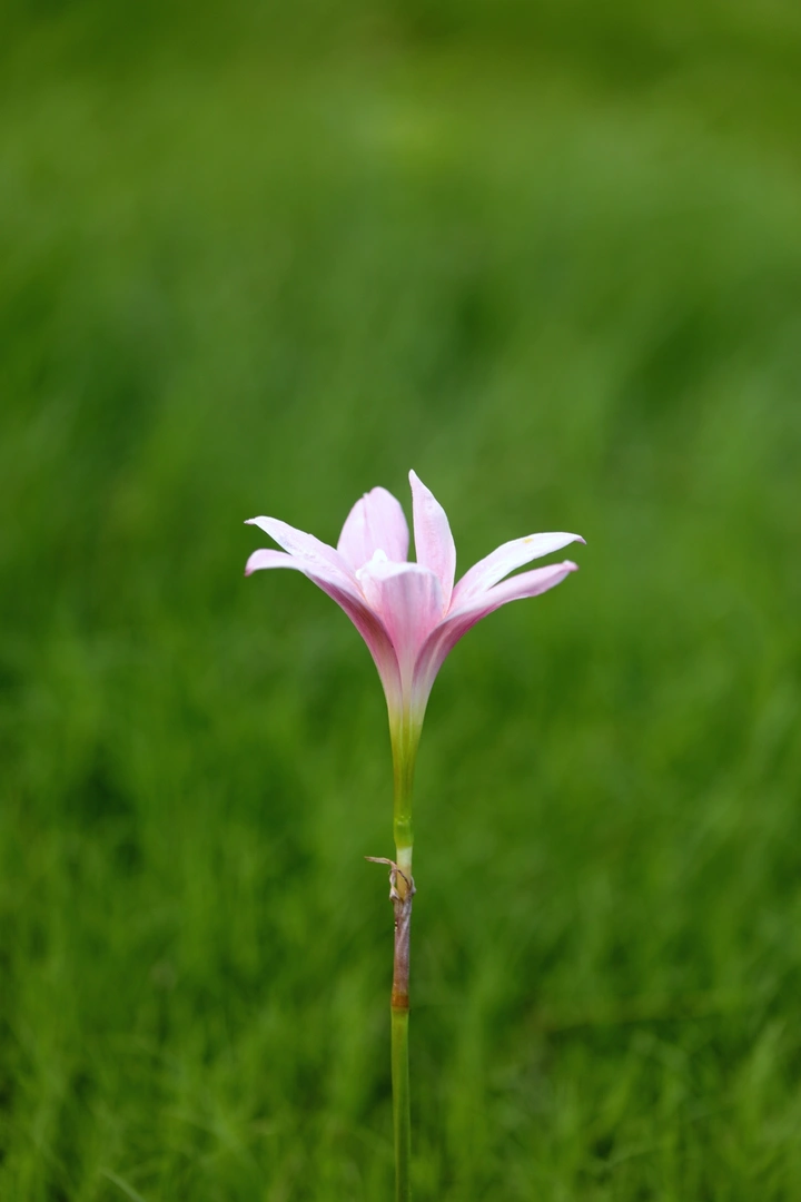 韭菜莲