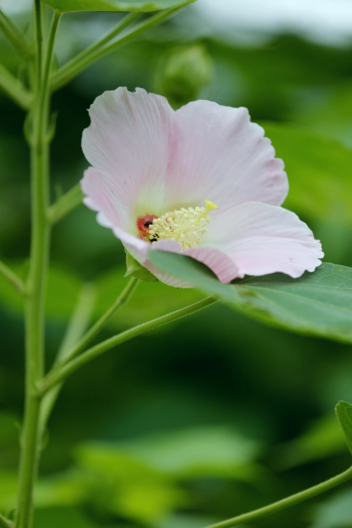 木芙蓉绽放时