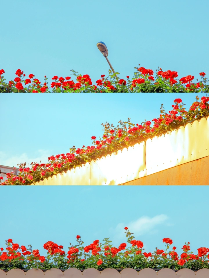 高速公路上的月季花