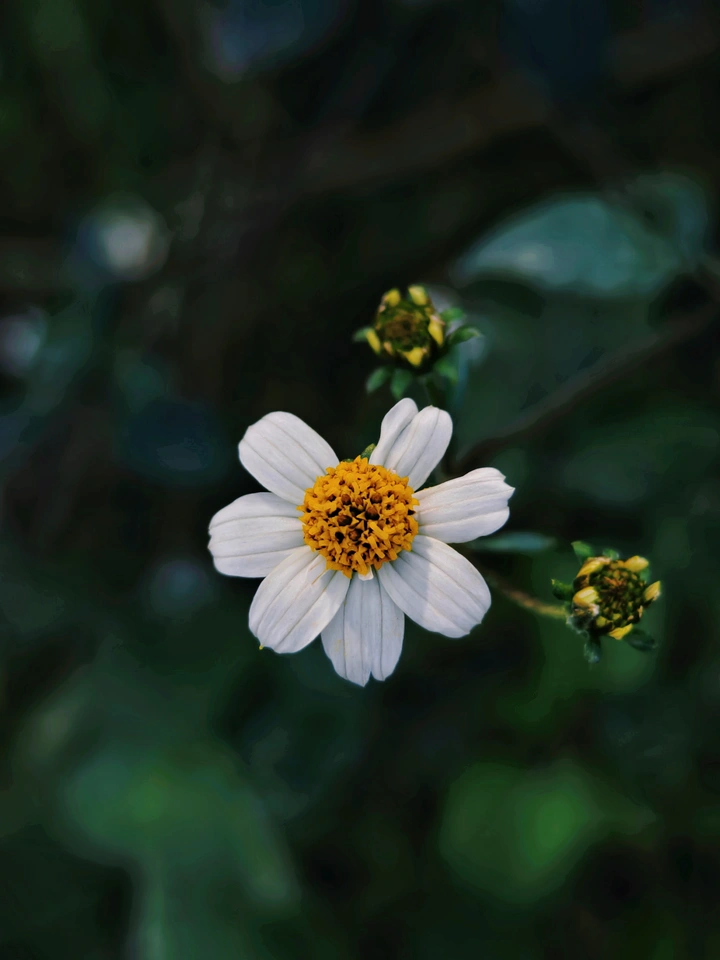 花边蝴蝶翩翩舞