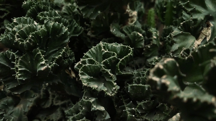 沙生植物们