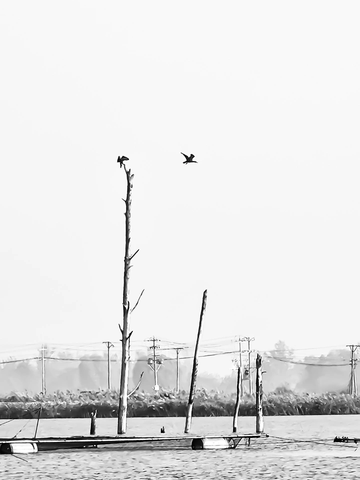 枯木与飞鸟