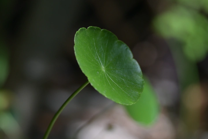 夏日金钱草