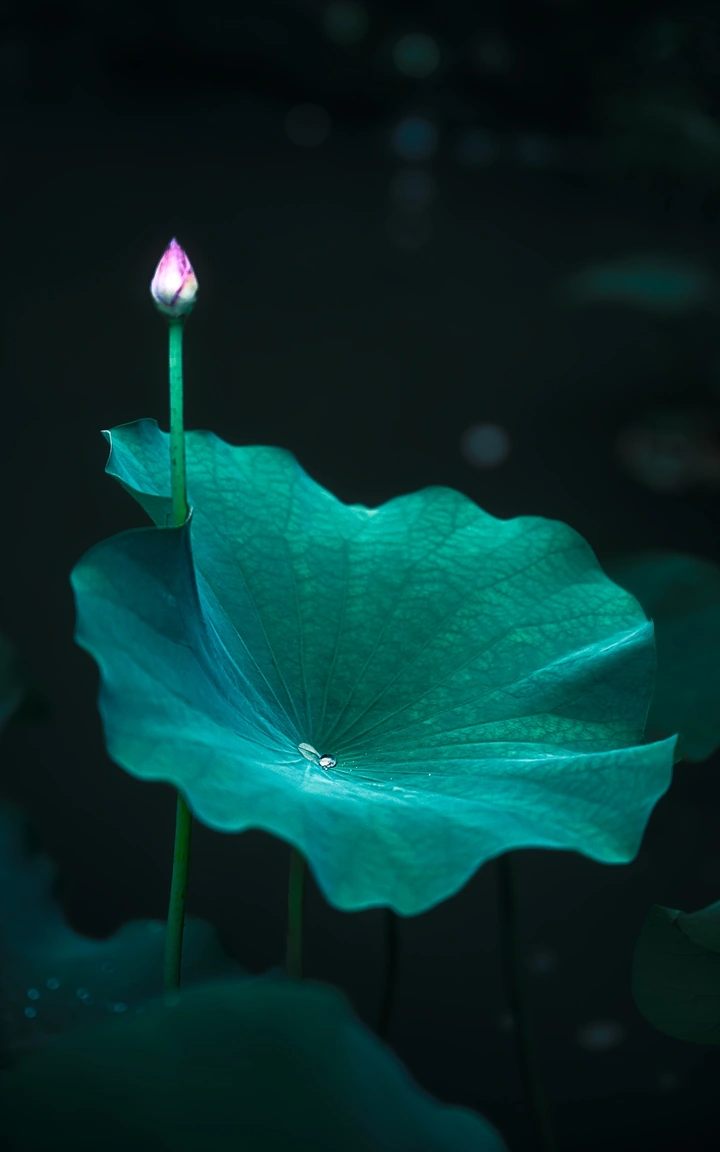 粉角初露