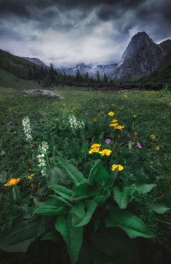 一片绿草如茵 开满黄色野花 远处有山峦。