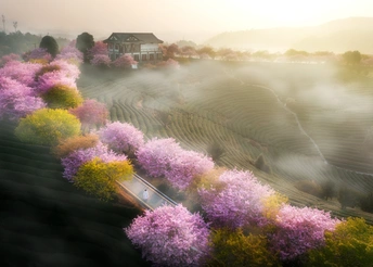 山坡上的房屋风景照片 前景中有树木和花朵