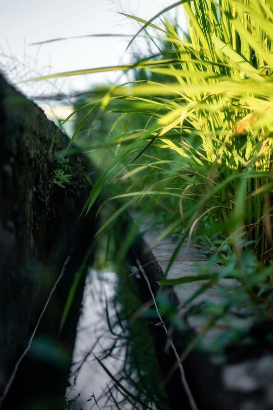 河边的绿色植物 背景中有桥