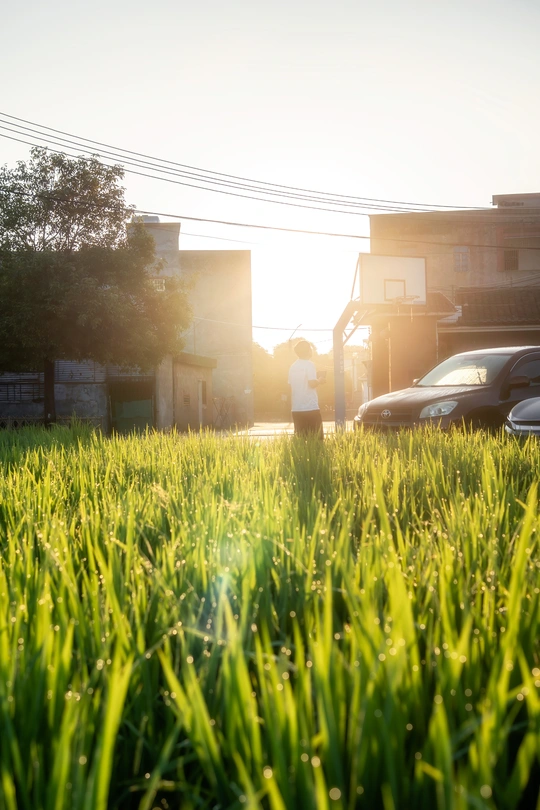 夕阳下停着车的绿草坪
