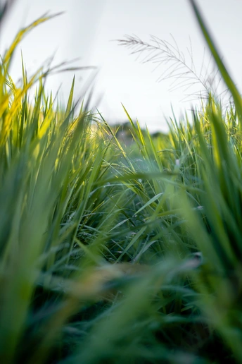 草的近景 背景模糊