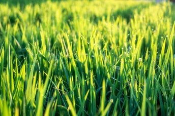 清晨的草地上有新鲜的露水