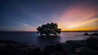 夕阳下湖心小岛上的孤树