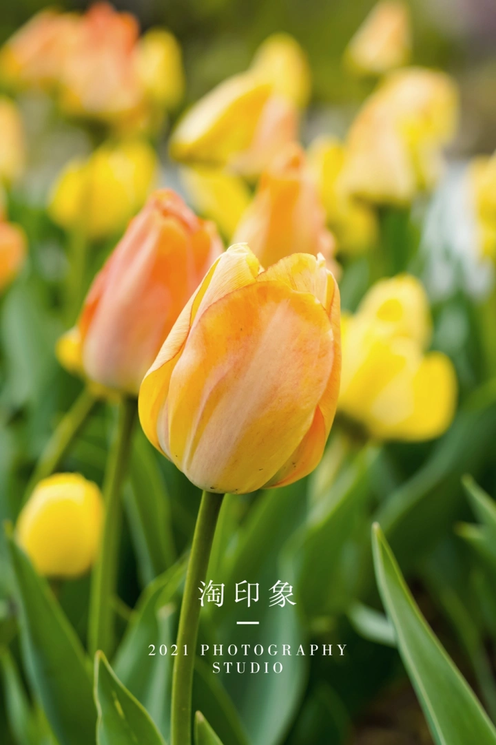 郁金香花朵