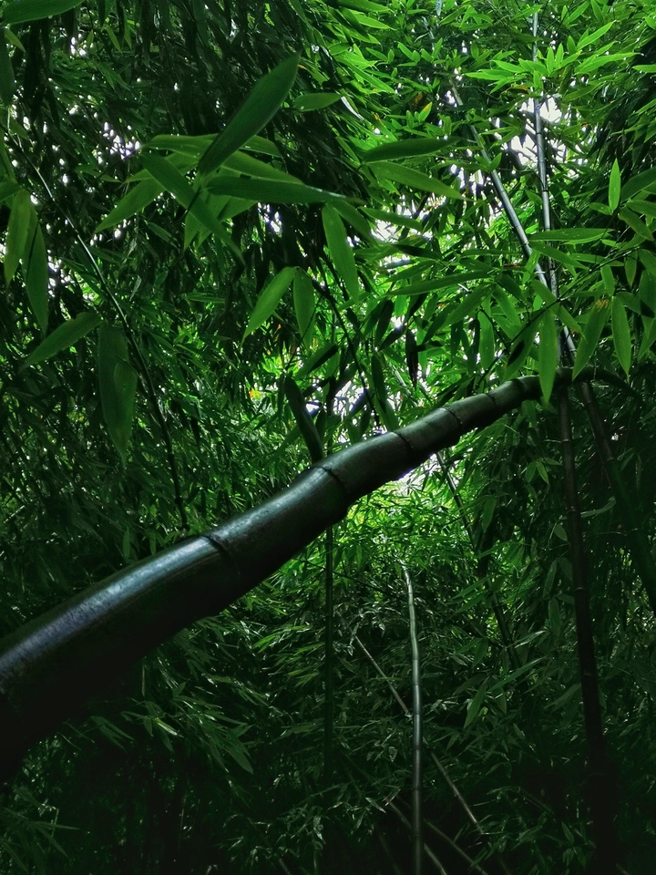林中