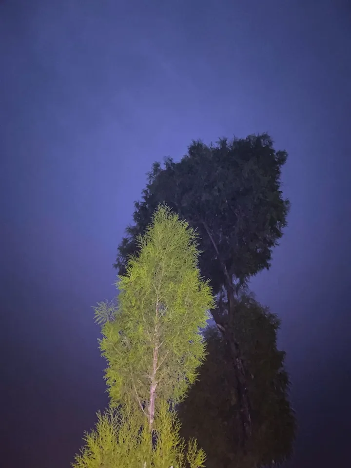 两棵树