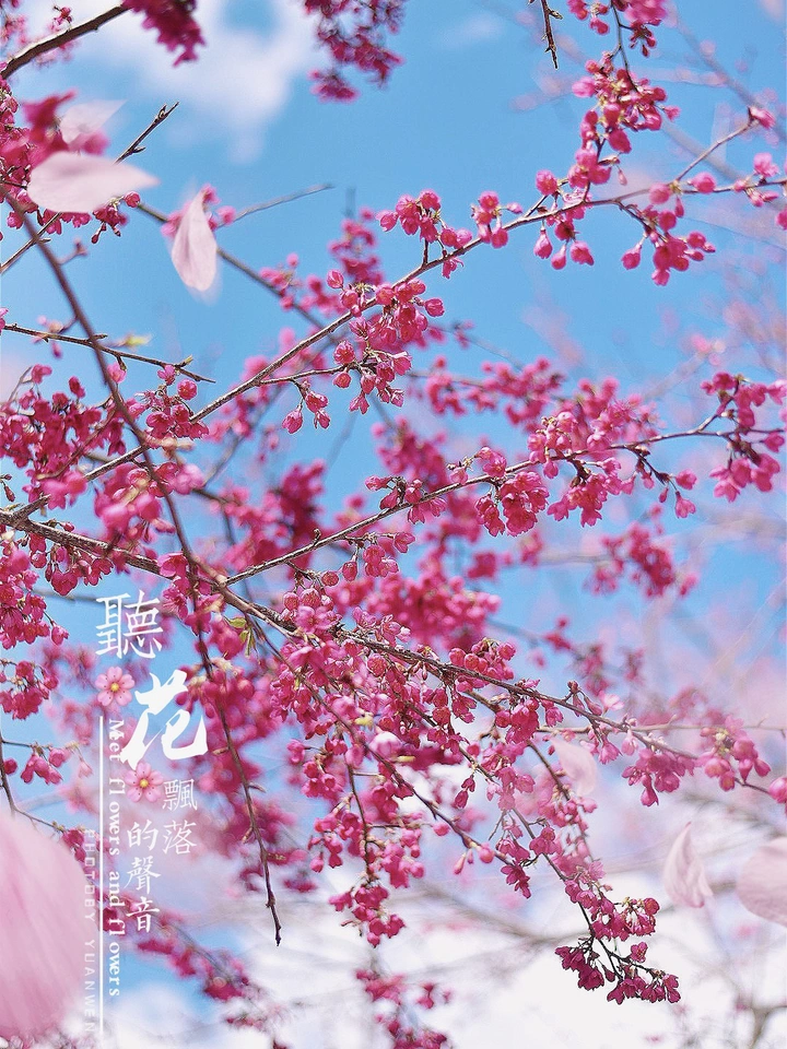 永福樱花🌸