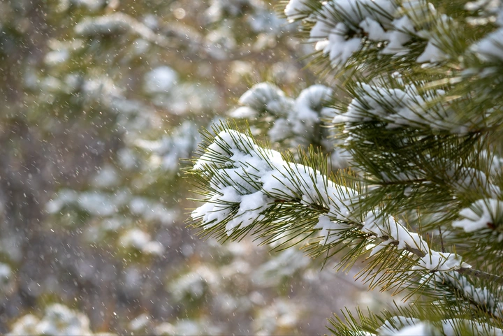 雪落松间