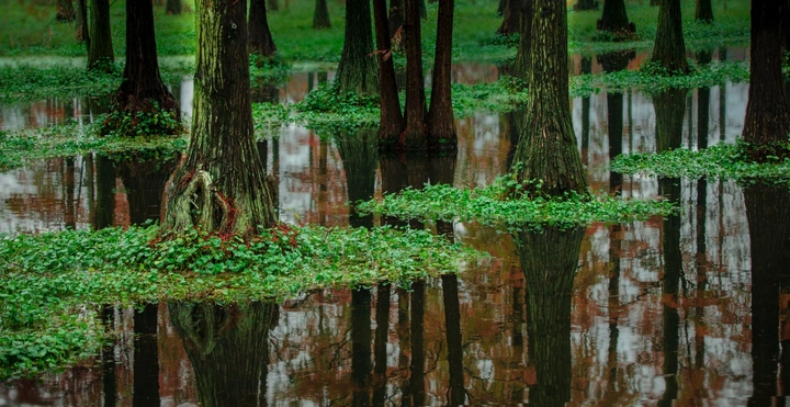 梦幻水森林