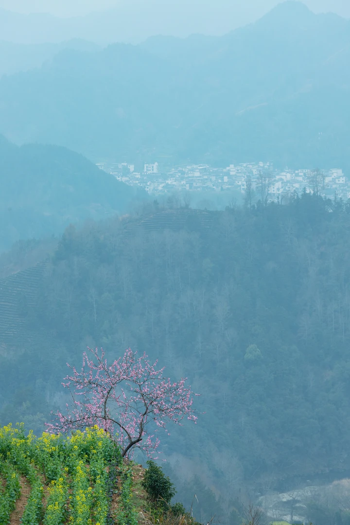春风又到江南岸