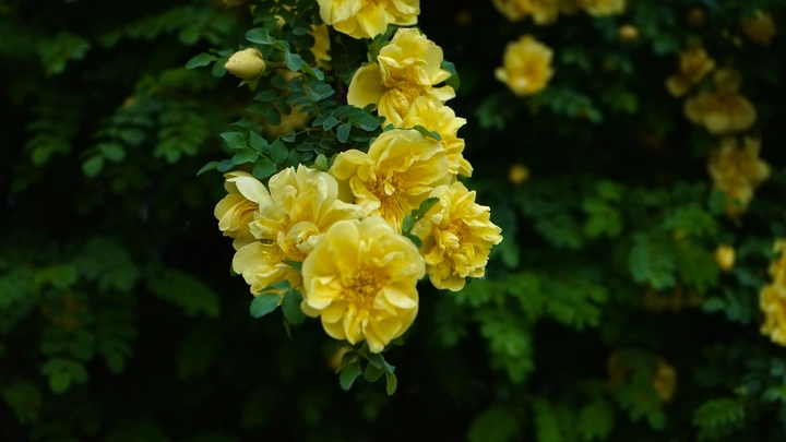 花花世界