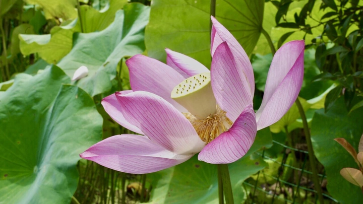 荷花