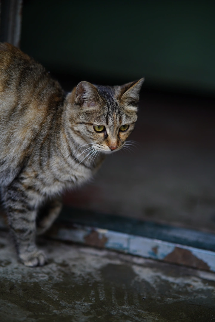 流浪猫的冬天