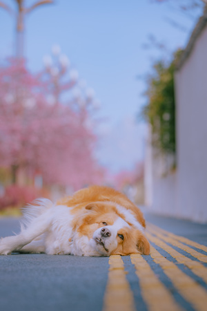一只橙色和白色的狗躺在人行道上 背景中有树木。